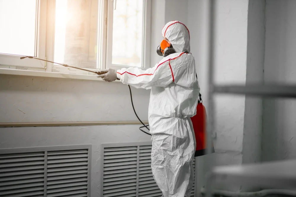 Professional mold remediation services in Palmyra, IN
